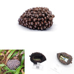 Pine Cone Key Hide Box – Outdoor Secret Key Holder
