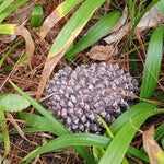 Pine Cone Key Hide Box – Outdoor Secret Key Holder