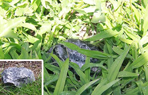 NUOBESTY Hide A Key Fake Rock Stone Key Holder Spare Keys Storage Case Artificial  Stone Key Hider Safe for Outdoor Garden Yard : : Home & Kitchen