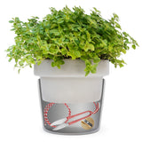 Secret Stash Box Succulent Plants - Secret Stashing - Concealment Furniture, Diversion Safes, Home Security Safes